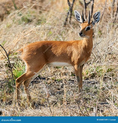 small african antelope.